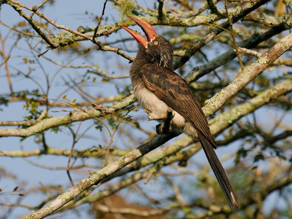 <h3><a href="/trips/safari/biota/animalia/chordata/aves/038 bucerotiformes/003 bucerotidae/tockus alboterminatus/tockus alboterminatus-nl.html">Tockus&nbsp;alboterminatus</a> / Crowned&nbsp;hornbill / Kuiftok</h3>OM-1 Mark II met OLYMPUS M.300mm F4.0, 1/2000 sec  bij F4.0, ISO 400, afstand 17.5&nbsp;m